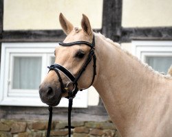 dressage horse Be my Gold (German Riding Pony, 2012, from High Flow's Oxford)