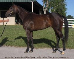 horse Fortunate Queen xx (Thoroughbred, 2014, from Pioneerof The Nile xx)