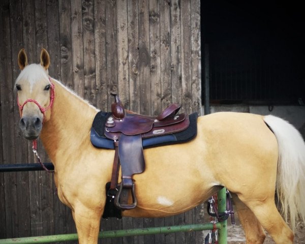 Pferd Baroline Aron (Polnisches Warmblut, 2011, von Bonsun)