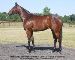 broodmare Mezinka xx (Thoroughbred, 2015, from Bodemeister xx)