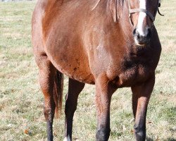 broodmare J R Star xx (Thoroughbred, 2013, from Eskendereya xx)