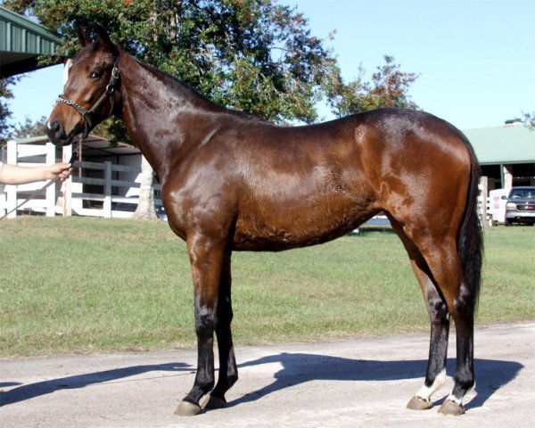 broodmare Bullet Sister xx (Thoroughbred, 2012, from Zensational xx)