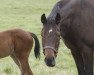 broodmare Beautiful Girl xx (Thoroughbred, 2005, from Tiznow xx)