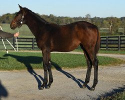 horse Stute von American Pharoah xx (Thoroughbred, 2017, from American Pharoah xx)