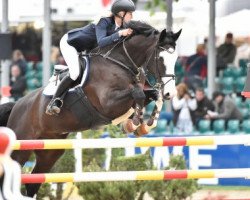 jumper Balounito (Oldenburg show jumper, 2003, from Balou du Rouet)