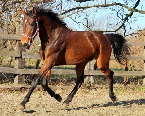 Springpferd Krateros (KWPN (Niederländisches Warmblut), 2015, von Carrera VDL)