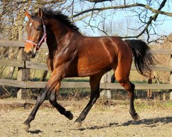 jumper Krateros (KWPN (Royal Dutch Sporthorse), 2015, from Carrera VDL)