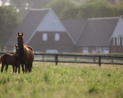 horse Hengst von Exceed And Excel xx (Thoroughbred, 2018, from Exceed And Excel xx)