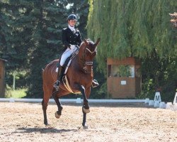 dressage horse Clever Girl (Holsteiner, 2006, from Cristo)