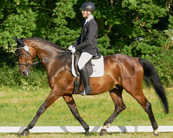jumper Levino 15 (German Sport Horse, 2008, from Lehnbach)