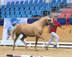 broodmare Ronja (Brandenburg, 2002, from Royal Dance)