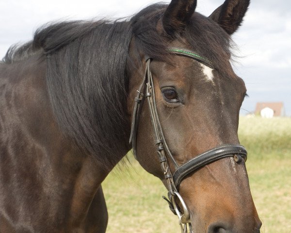 jumper Lando (KWPN (Royal Dutch Sporthorse), 1993, from Concorde)