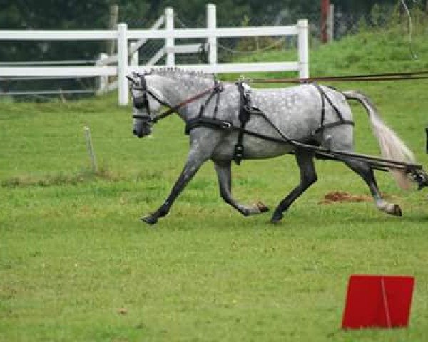broodmare Tewdwr Charlotte (Welsh-Pony (Section B), 2011, from Polaris Dylan)