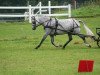 Zuchtstute Tewdwr Charlotte (Welsh Pony (Sek.B), 2011, von Polaris Dylan)