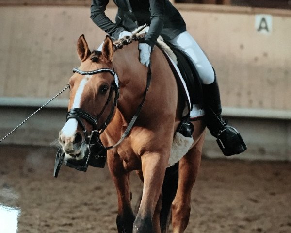 dressage horse Big Dream Dancer (German Riding Pony, 2009, from FS Don't Worry)