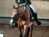 dressage horse Big Dream Dancer (German Riding Pony, 2009, from FS Don't Worry)