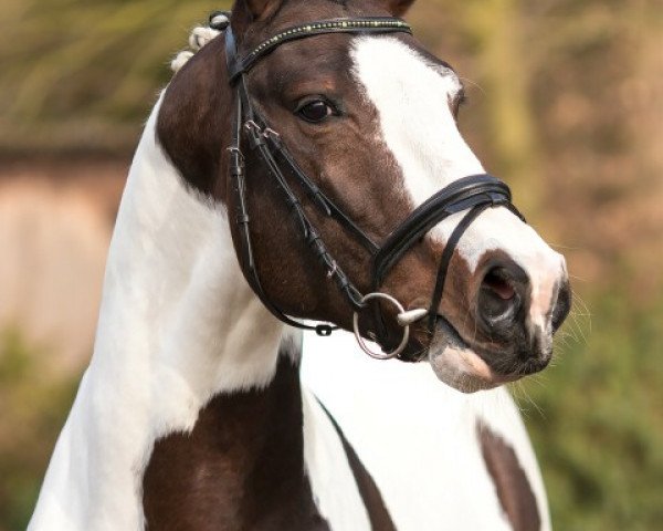 dressage horse Adriano 241 (Pinto / Hunter, 2013, from Swiss Made)