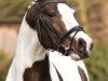 Dressurpferd Adriano 241 (Pinto/Hunter, 2013, von Swiss Made)