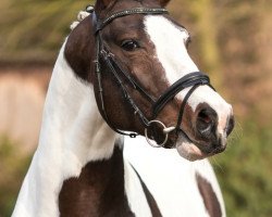 dressage horse Adriano 241 (Pinto / Hunter, 2013, from Swiss Made)