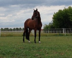 dressage horse Walzer's Lady (Oldenburg, 2010, from Imperio 3)