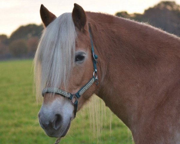 broodmare Ria Roxanne (Haflinger, 2005, from Avalon)