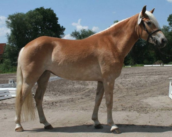Pferd Argentina (Haflinger, 2010, von Aventurin)