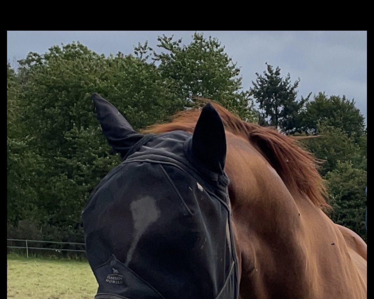 dressage horse Don Luca (Hanoverian, 2002, from Don Frederico)