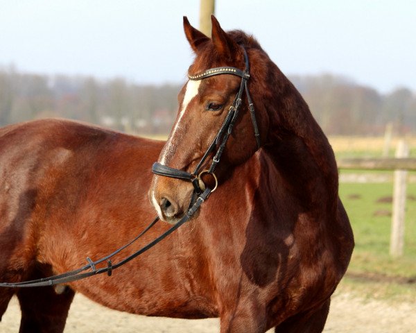 Pferd Arolindo (KWPN (Niederländisches Warmblut), 2005, von Saffraan)