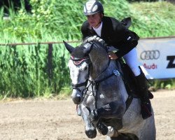 jumper Cum Laude 9 (Oldenburg show jumper, 2009, from Clinton I)