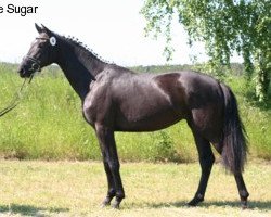 broodmare Fine Sugar (Hanoverian, 2011, from Fürst Nymphenburg)