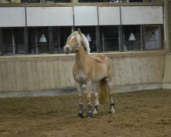 horse Pamira (3,27% ox) (Edelbluthaflinger, 2011, from Noville-M (0,293% ox))