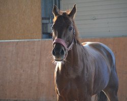 broodmare Delphine (Rhinelander, 2002, from Bmc Don Cardinale)