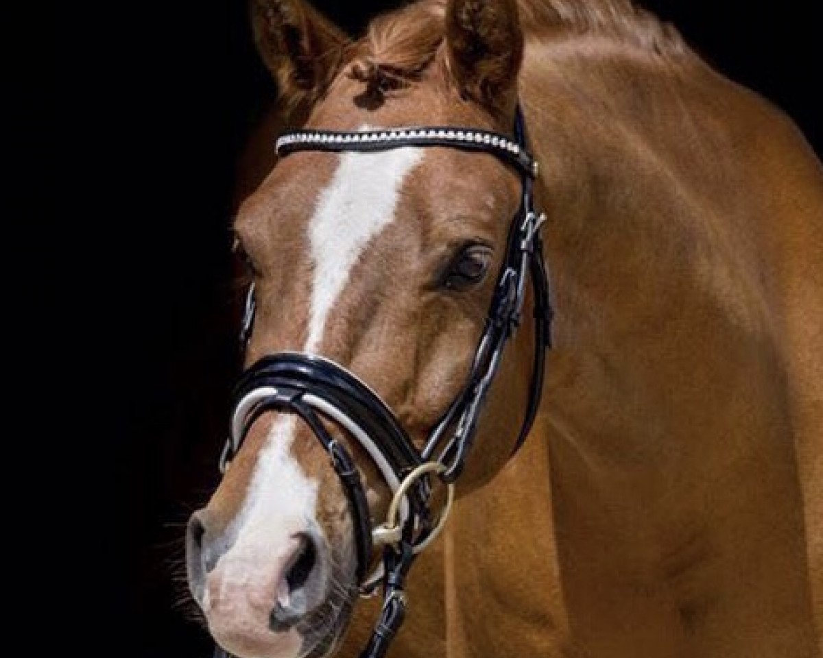 dressage horse Zimba de Samba (German Riding Pony, 2010, from Top Zento)