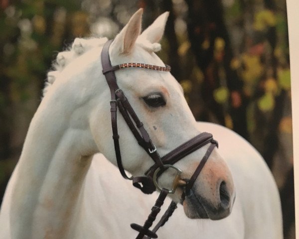 dressage horse Charmeur 440 (Nederlands Welsh Ridepony, 2010, from Heidehof's Don Diego)