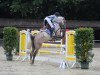 jumper Mistery Boy 3 (Belgian Warmblood, 2012, from Condor C)