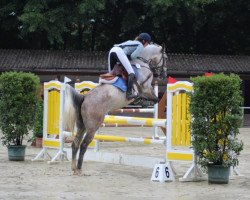 Springpferd Mistery Boy 3 (Belgisches Warmblut, 2012, von Condor C)