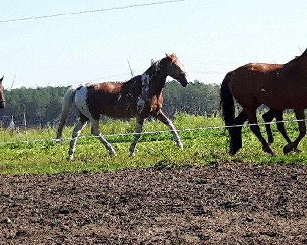 horse Aron 195 (German Sport Horse, 1995)