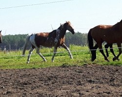 horse Aron 195 (German Sport Horse, 1995)