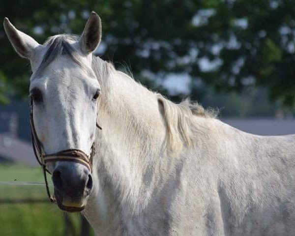 Springpferd Aline Caya (Deutsches Sportpferd, 2009, von Arctic)