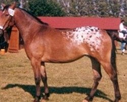 broodmare Vigdis Höjvang KNN 1503 (Knabstrupper, 1981, from Tehran)