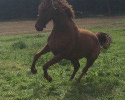 horse Chap‘s Golden Chrystal S (Oldenburg show jumper, 2015)