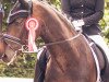 dressage horse Dondiamo 2 (Oldenburg, 2011, from Don Diamond)