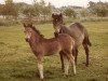 broodmare Staplecross Evening Star (New Forest Pony, 1963, from Piperswaite Antony)