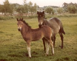 broodmare Staplecross Evening Star (New Forest Pony, 1963, from Piperswaite Antony)