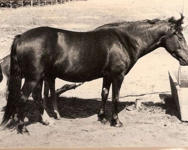 Zuchtstute Black Magic of Silverlea (New-Forest-Pony, 1961, von Mockbeggar Freddie)