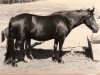 broodmare Black Magic of Silverlea (New Forest Pony, 1961, from Mockbeggar Freddie)