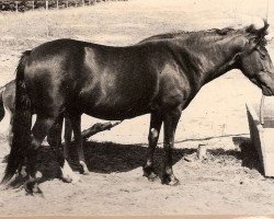 broodmare Black Magic of Silverlea (New Forest Pony, 1961, from Mockbeggar Freddie)