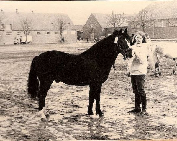 Deckhengst Mudeford Midnight (New-Forest-Pony, 1957, von David Gray)