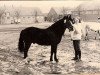 stallion Mudeford Midnight (New Forest Pony, 1957, from David Gray)