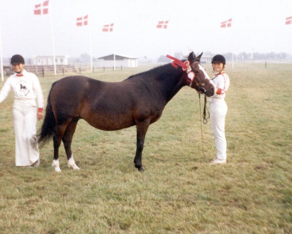 Zuchtstute Bardot (New-Forest-Pony, 1967, von Mudeford Midnight)